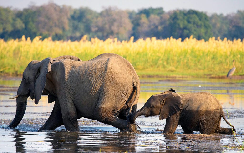 lower zambezi national park