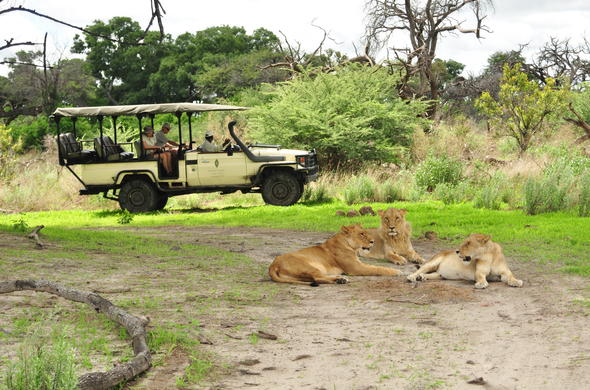 chiefs camp game drive lions