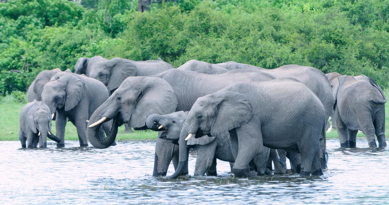 okavango delta botswana