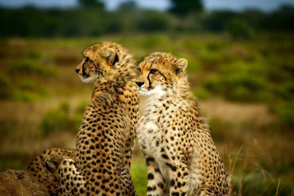 cheetahs