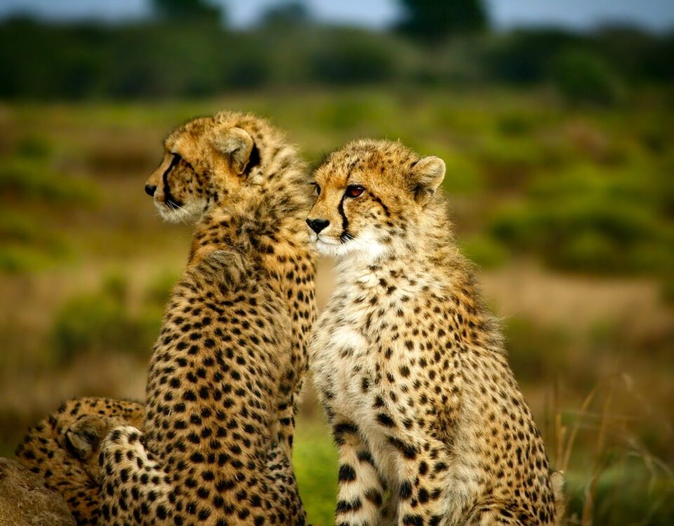 cheetahs