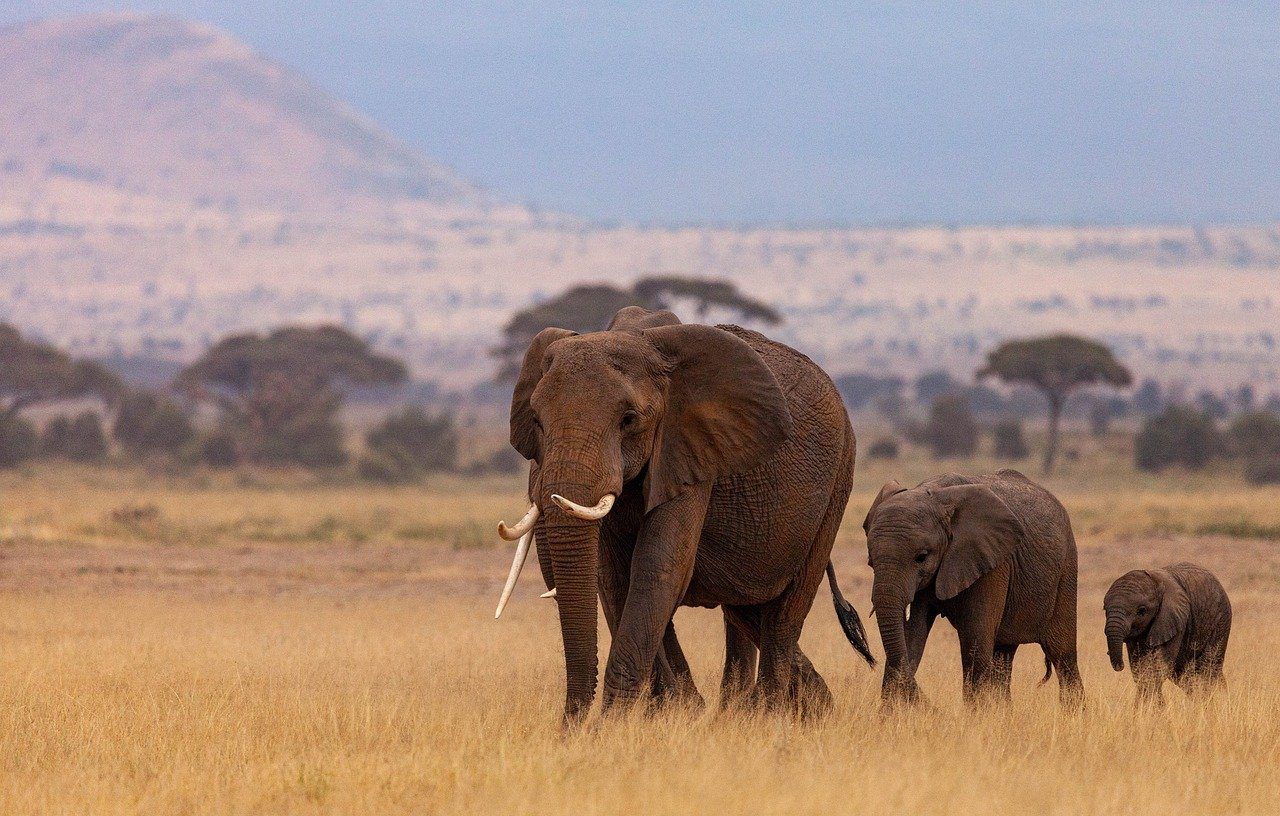 elephants