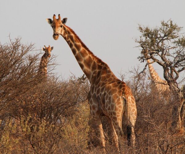 giraffes