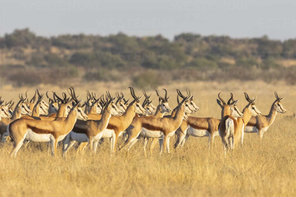 central kalahari game reserve