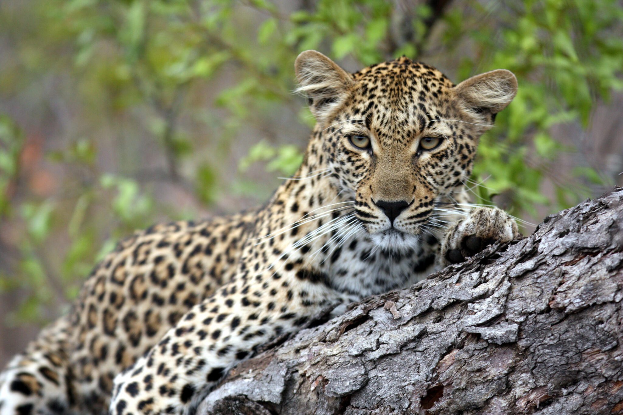 south africa
