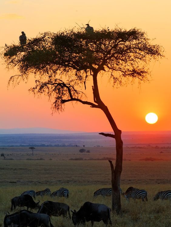 zambia
