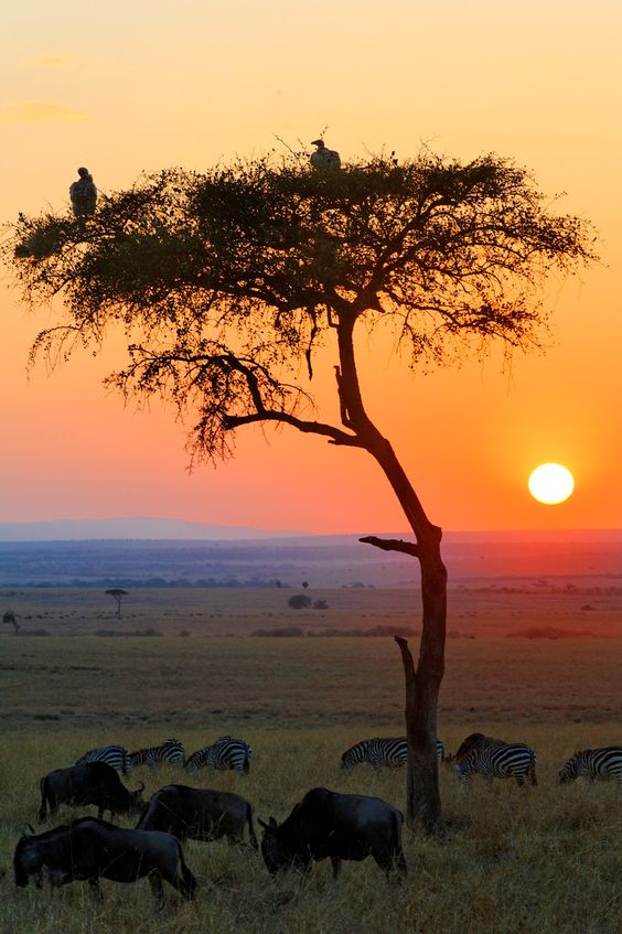 zambia
