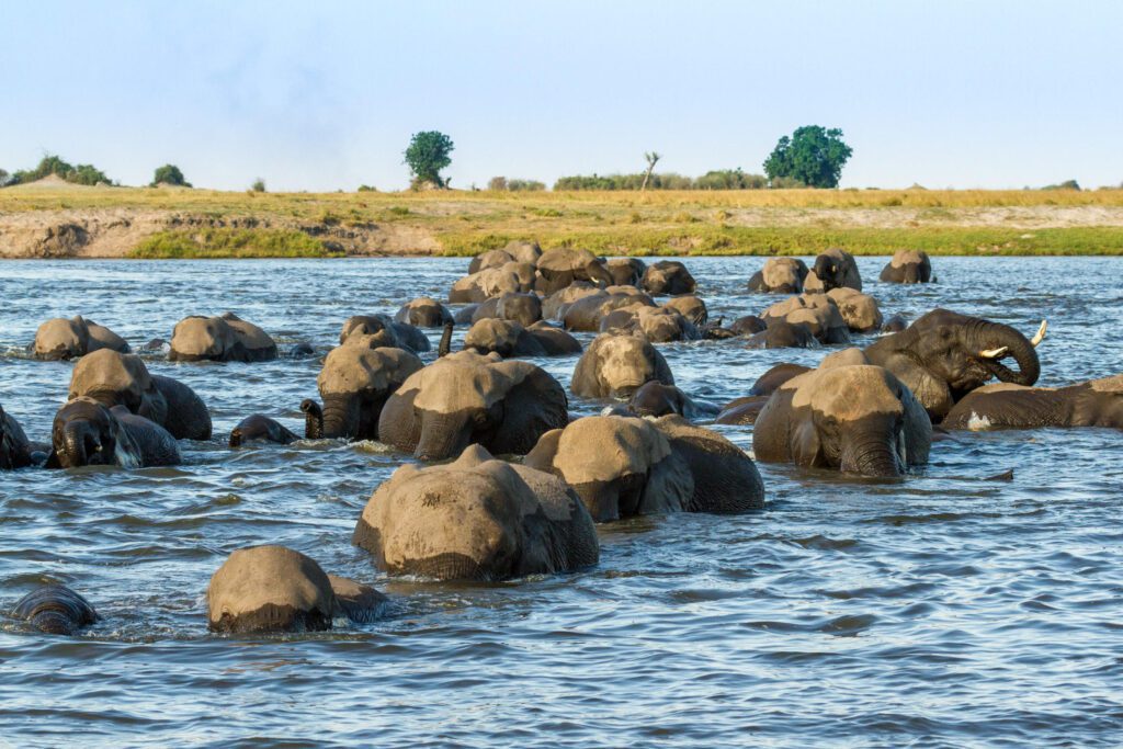maun