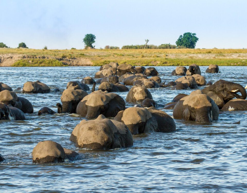 maun
