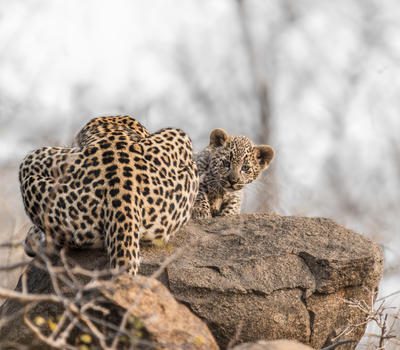 kruger national park