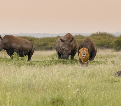 phinda private game reserve