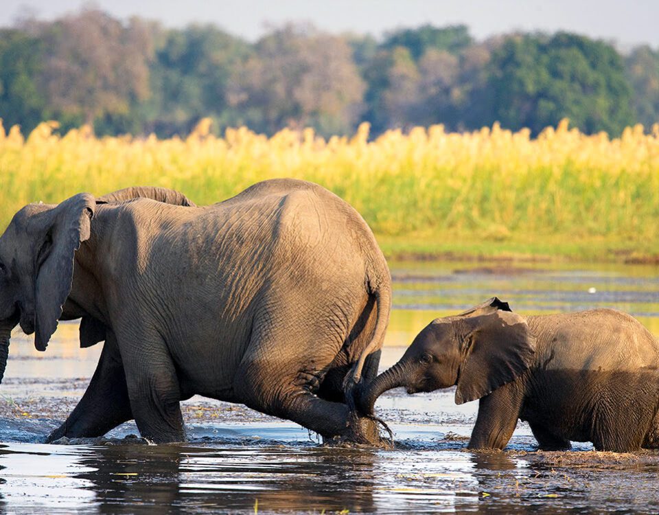 lower zambezi national park