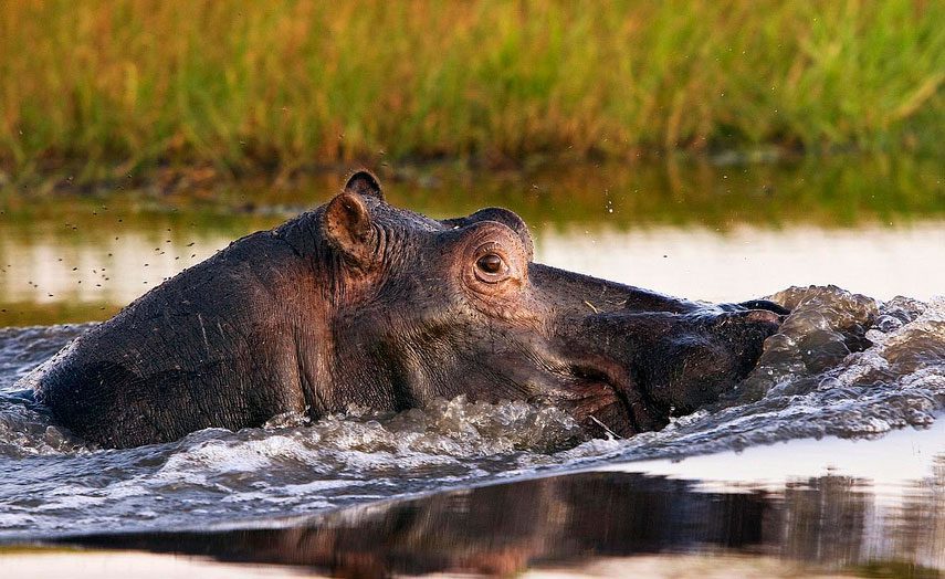 kafue national park