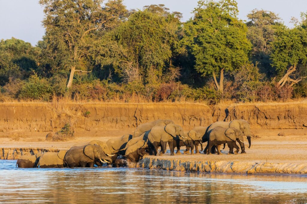 south luangwa national park