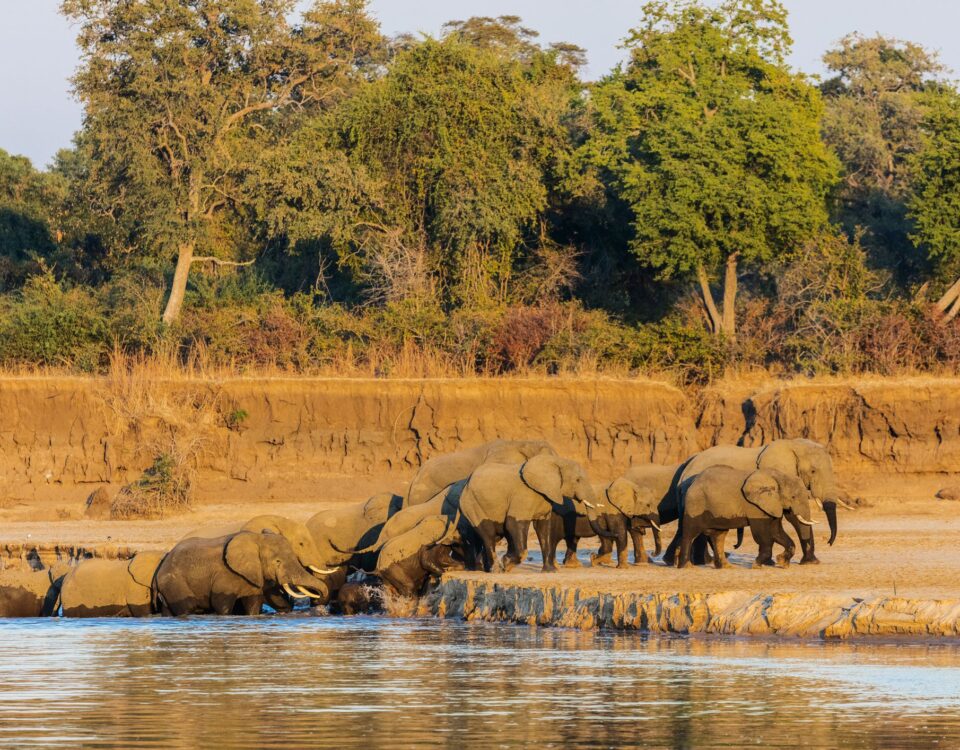 south luangwa national park