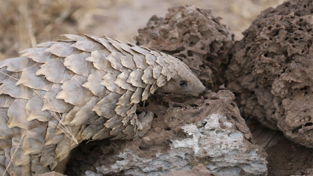 pangolin adventure safari