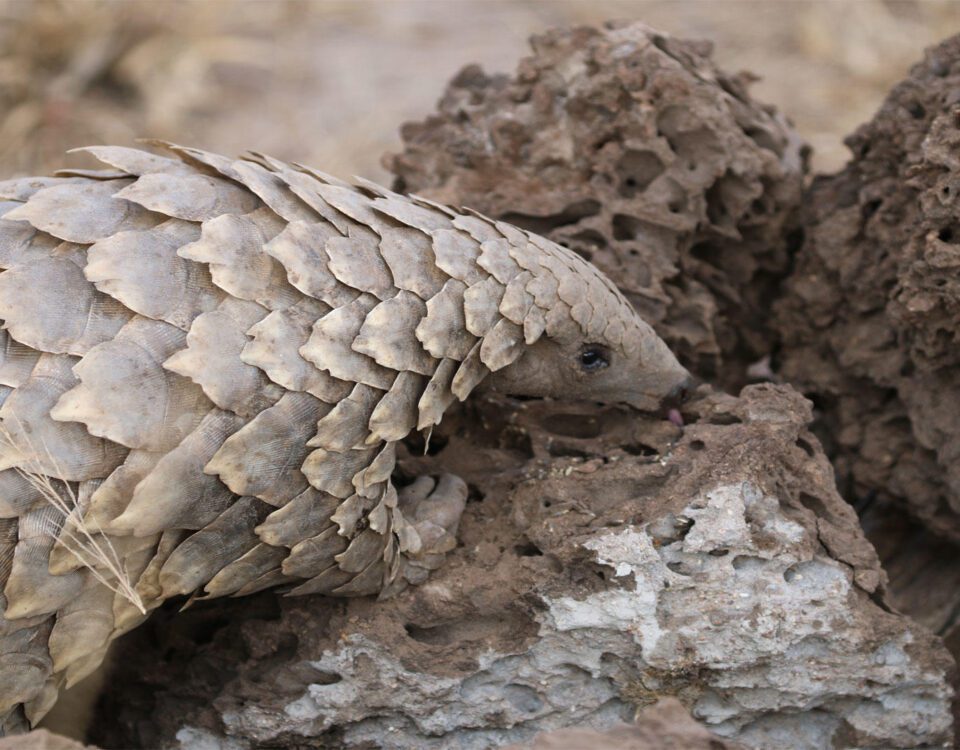 pangolin adventure safari