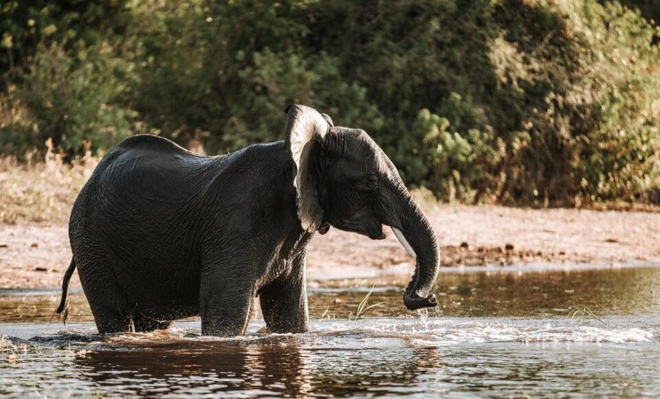 single elephant river chobe national park