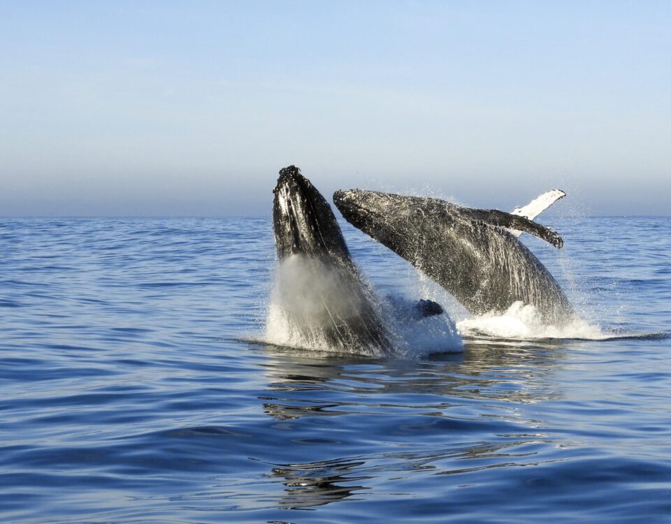 Winelands whale coast