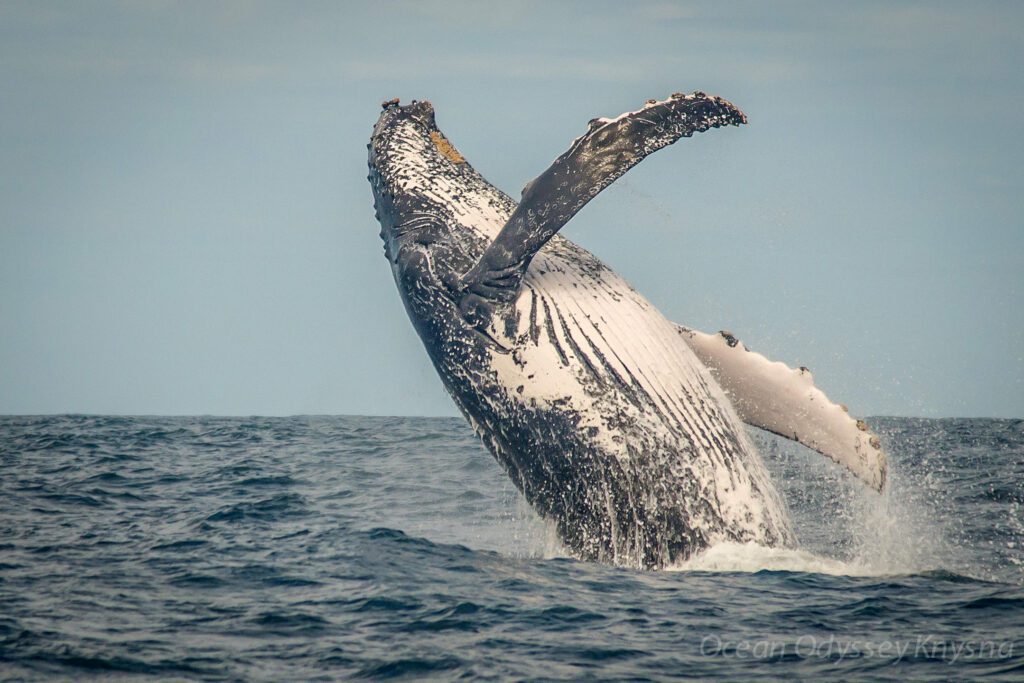 Humpback whale showing off his acrobatic skills