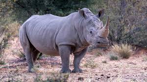 Hluhluwe Game Drive White Rhinoceros